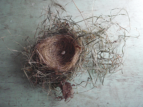 nest1.jpg