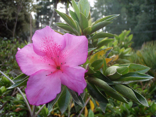 azelia.jpg