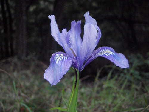 iris1.jpg