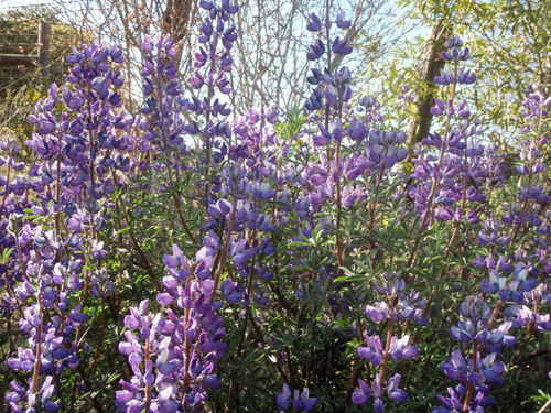 lupine.jpg