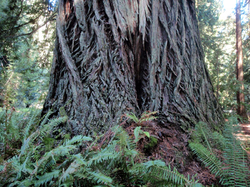 redwoodtrunk.jpg