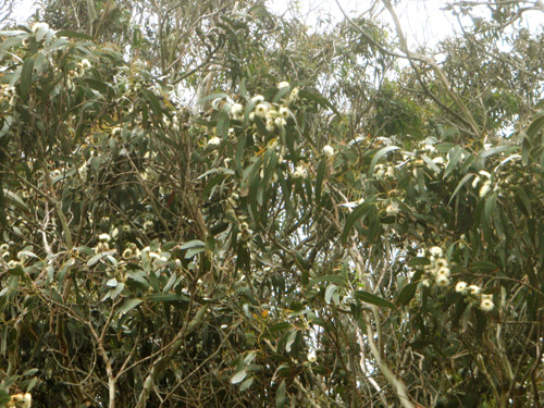 eucalyptusbloom.jpg