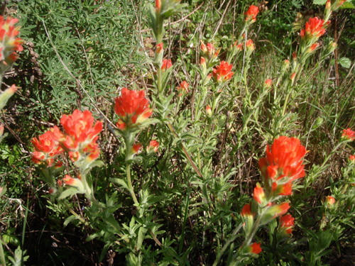 indianpaintbrush.jpg