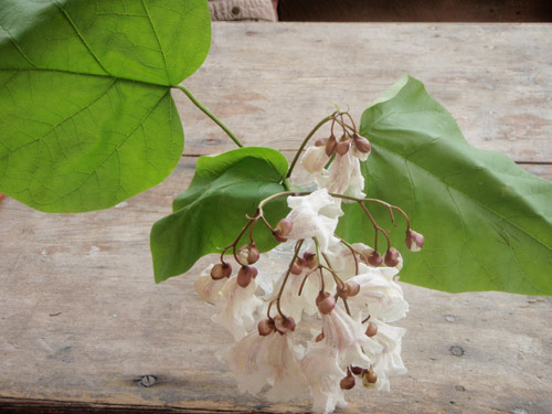 catalpa.jpg