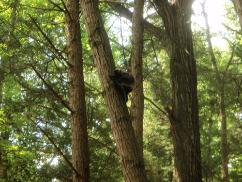 porcupine.jpg