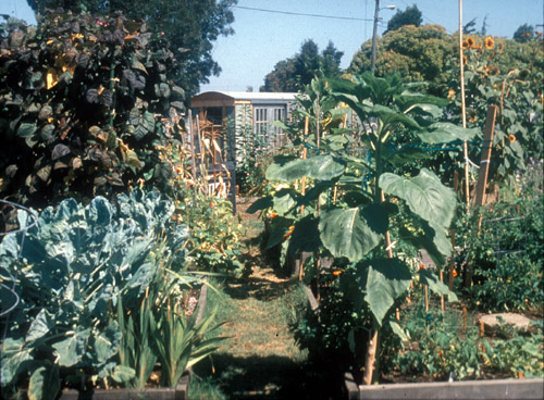 community garden