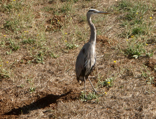 heron2