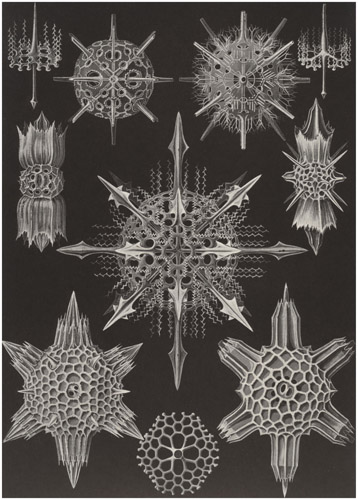haeckel1
