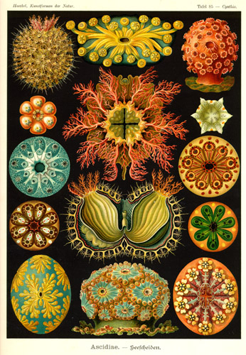 haeckel2