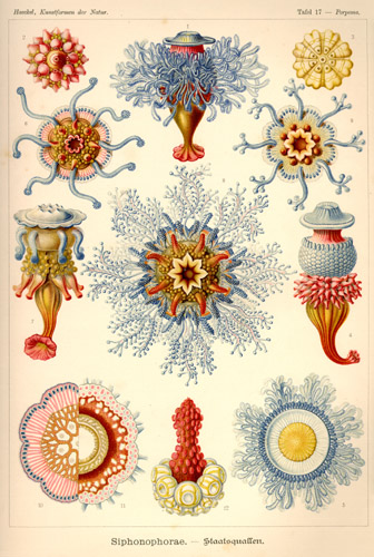 haeckel4