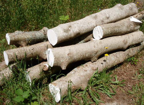 holly logs