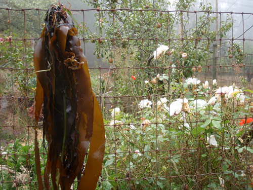 kelp drying