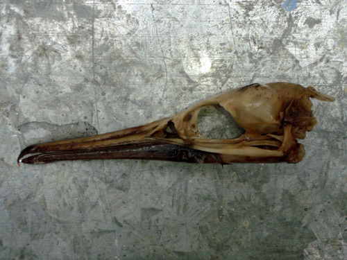 crane skull2