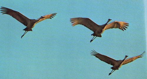 sandhill cranes