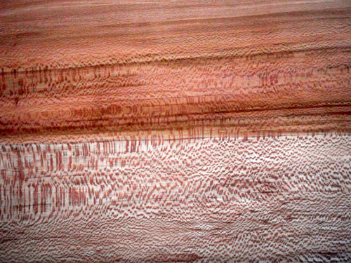 sycamore grain