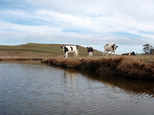 estero cows estero cows