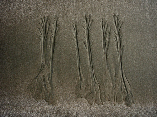 sand tree8